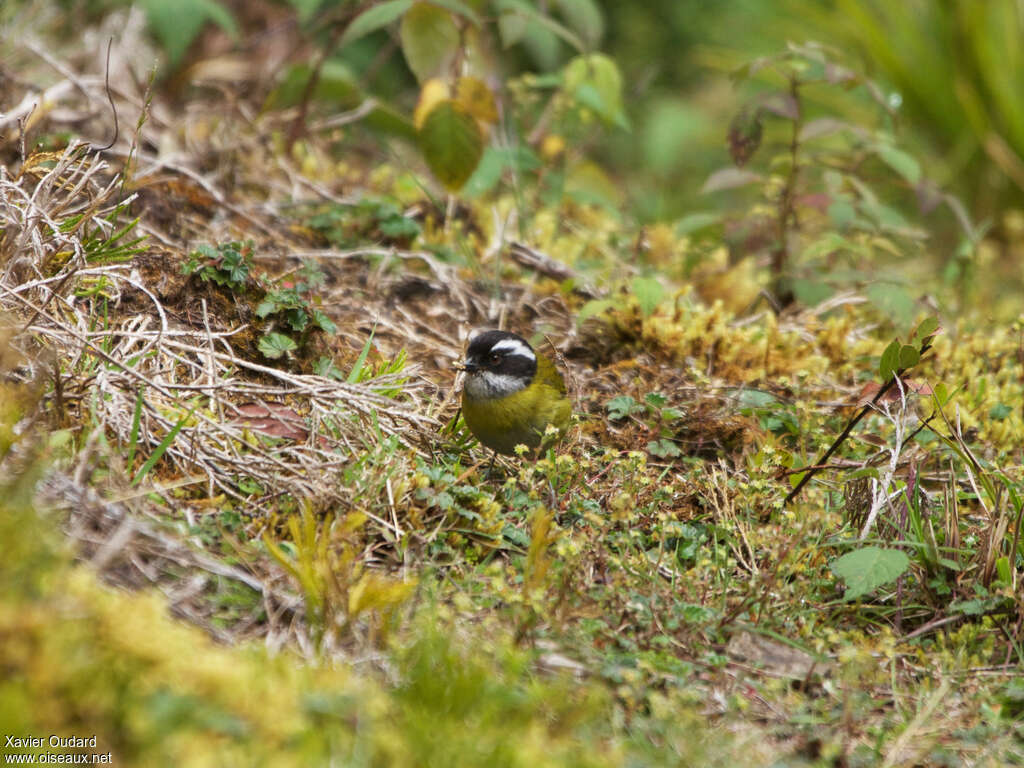 Sooty-capped Chlorospingus