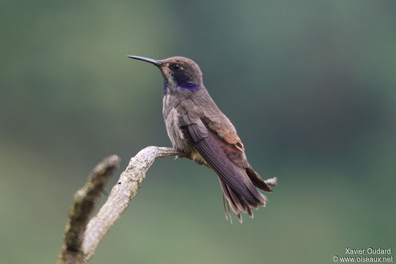 Colibri de Delphine