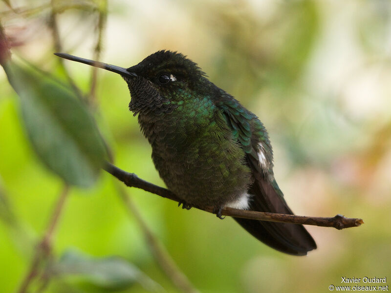 Colibri insigne