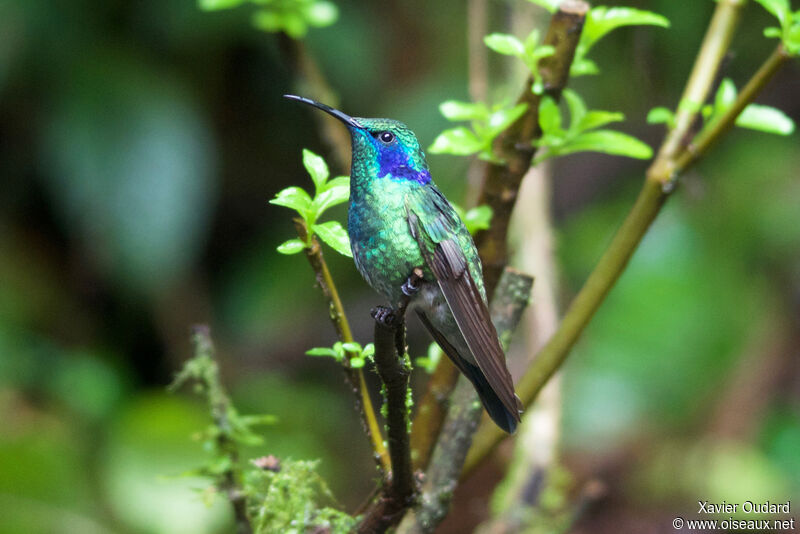 Colibri thalassin