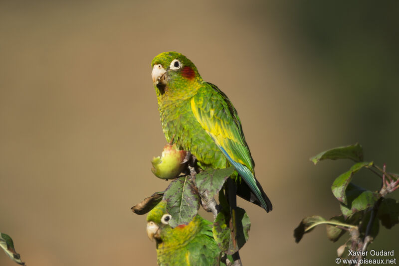 Conure de Hoffmann