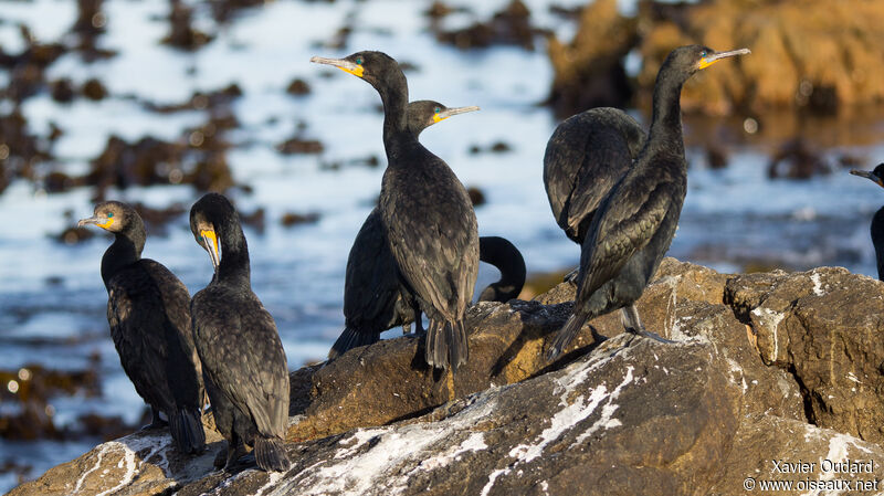 Cape Cormorantadult