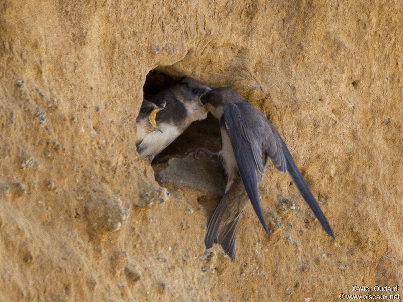 Sand Martin