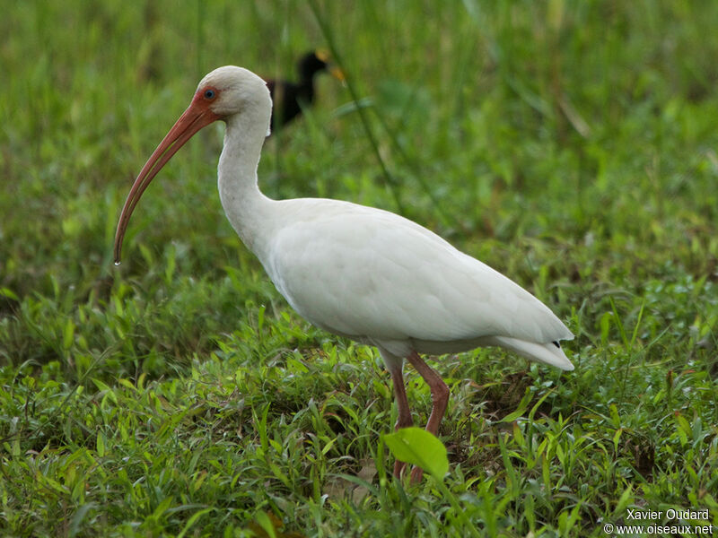 Ibis blancadulte