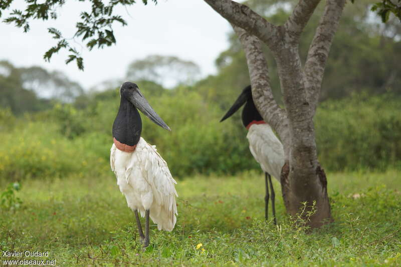 Jabiru d'Amériqueadulte, pêche/chasse, Comportement