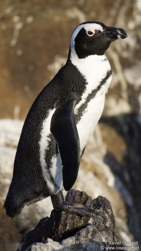 Manchot du Capadulte, portrait