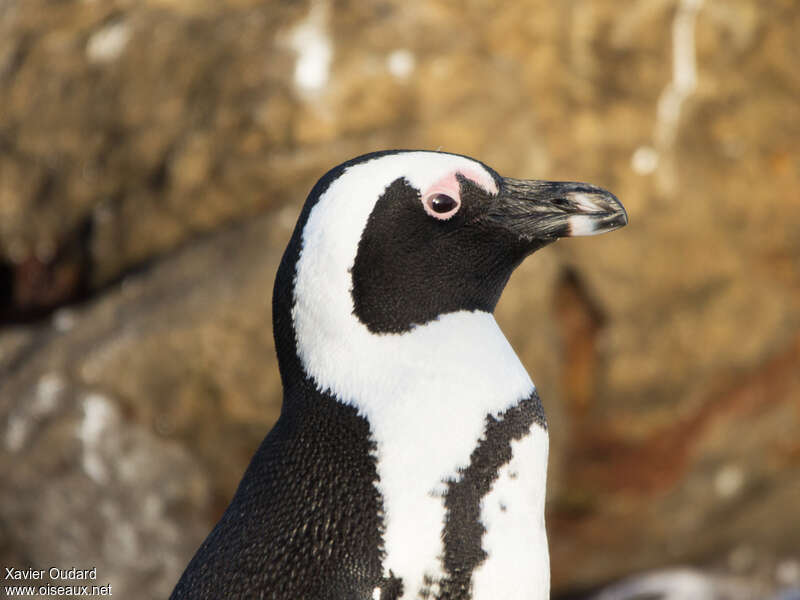 Manchot du Capadulte, portrait