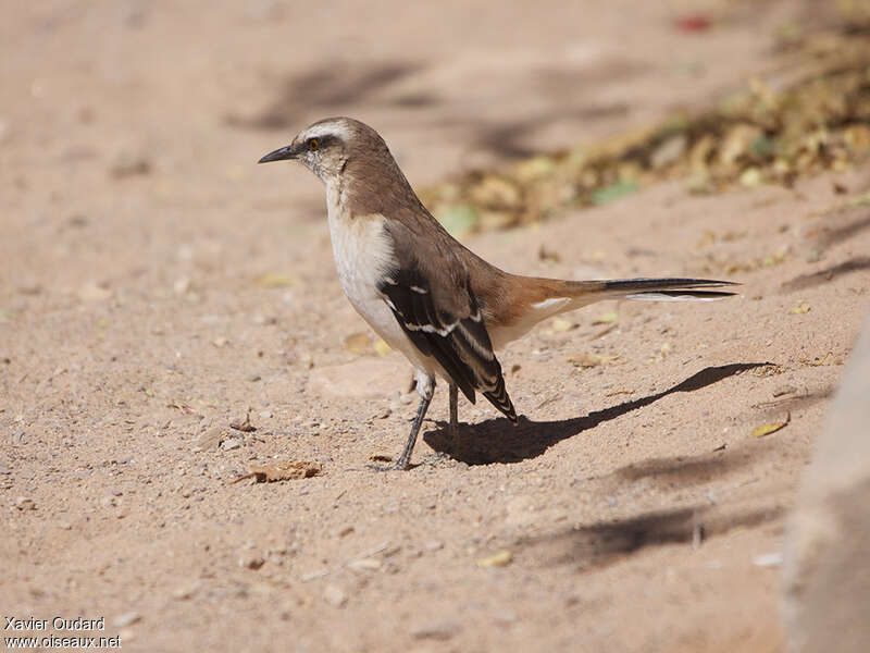 Moqueur à dos brunadulte, identification