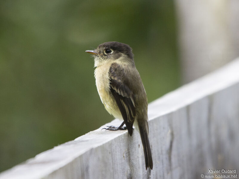 Black-capped Flycatcher