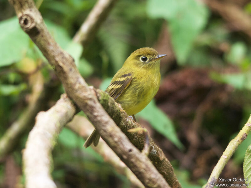 Yellowish Flycatcher