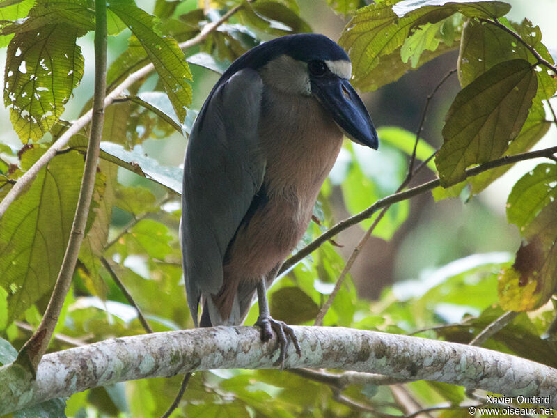 Boat-billed Heron