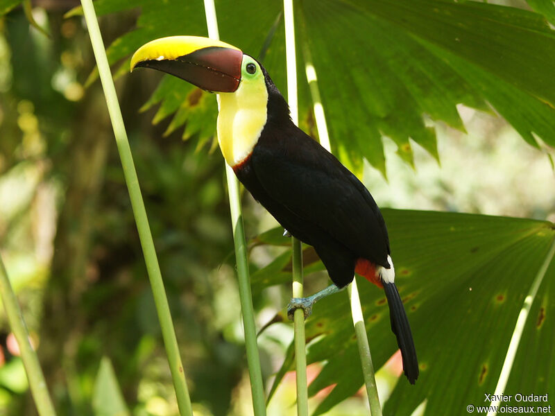 Yellow-throated Toucan (swainsonii)