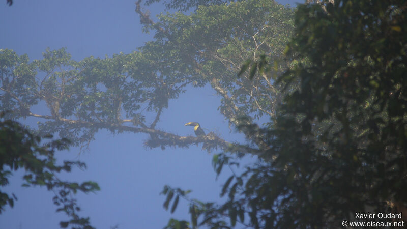 Yellow-throated Toucan (swainsonii)