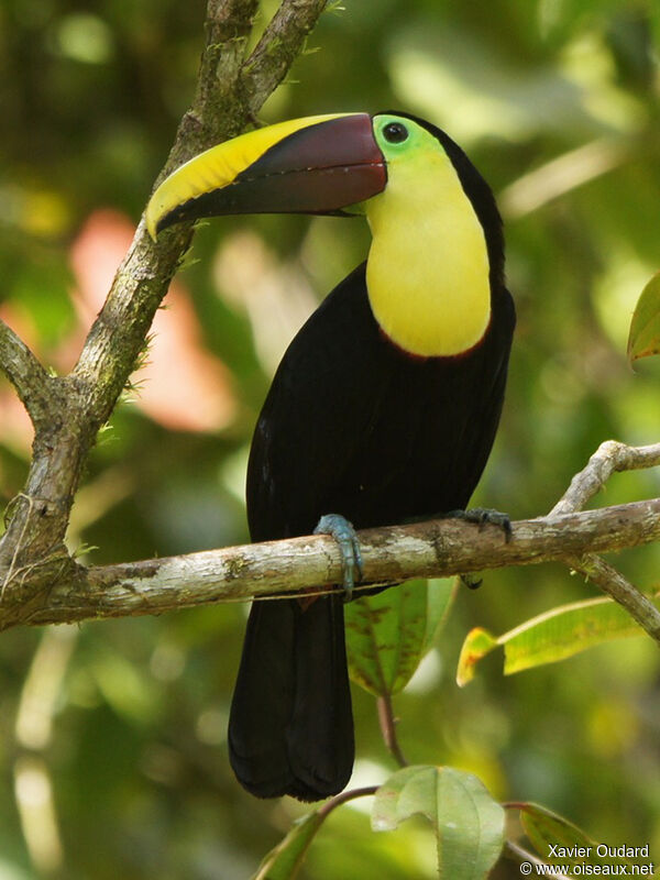 Yellow-throated Toucan (swainsonii)