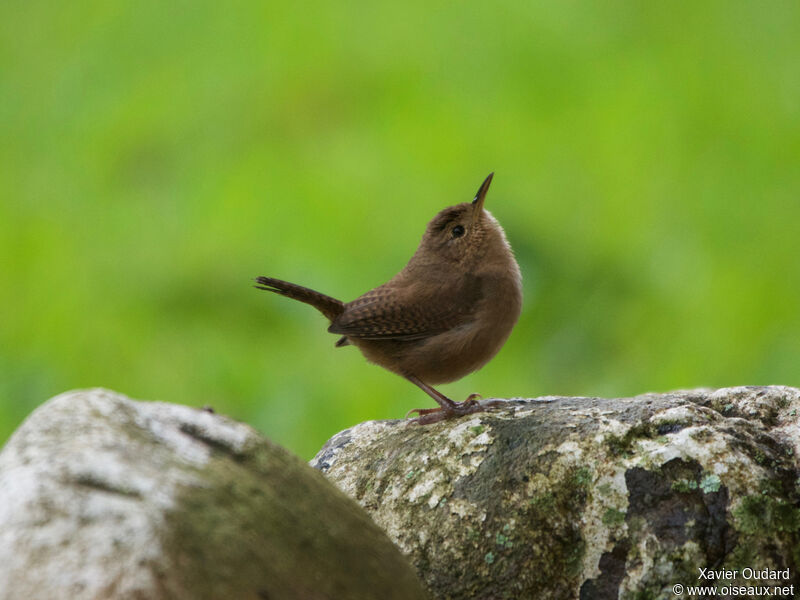 Troglodyte austral