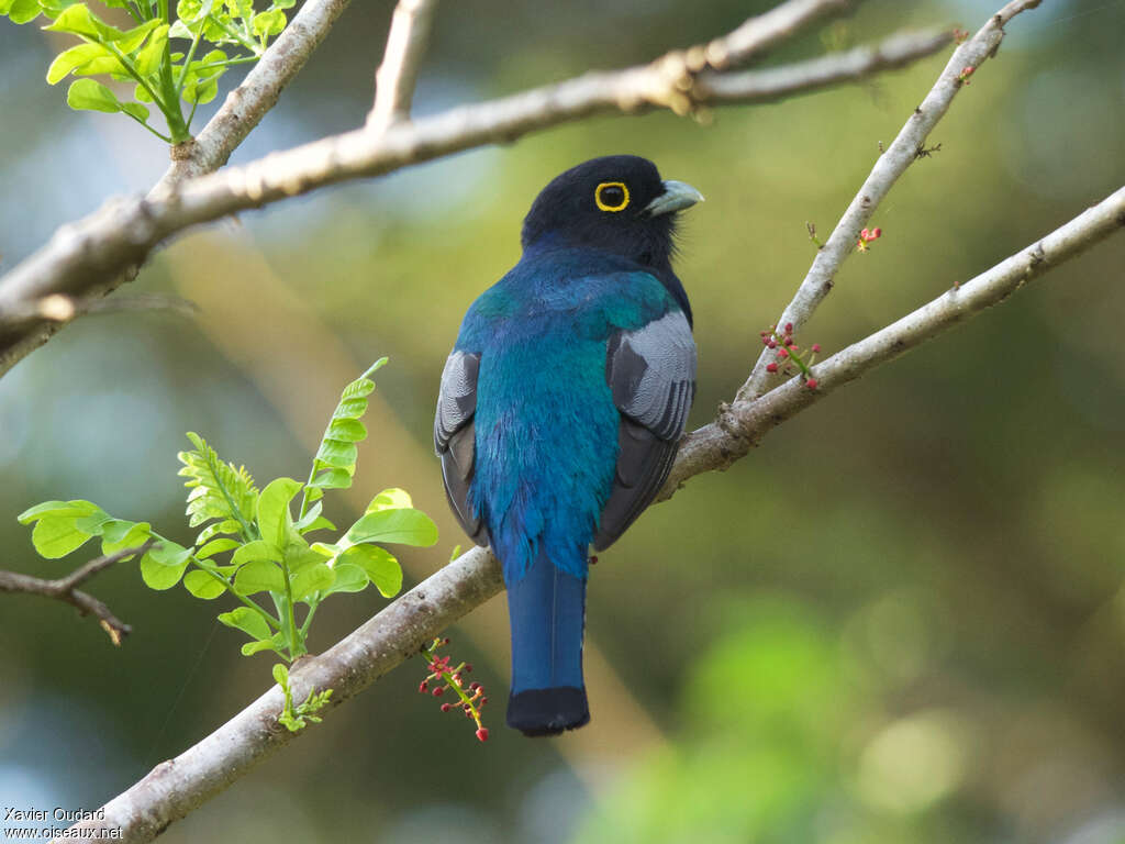 Trogon pattu