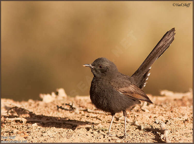 Black Scrub Robinimmature, identification