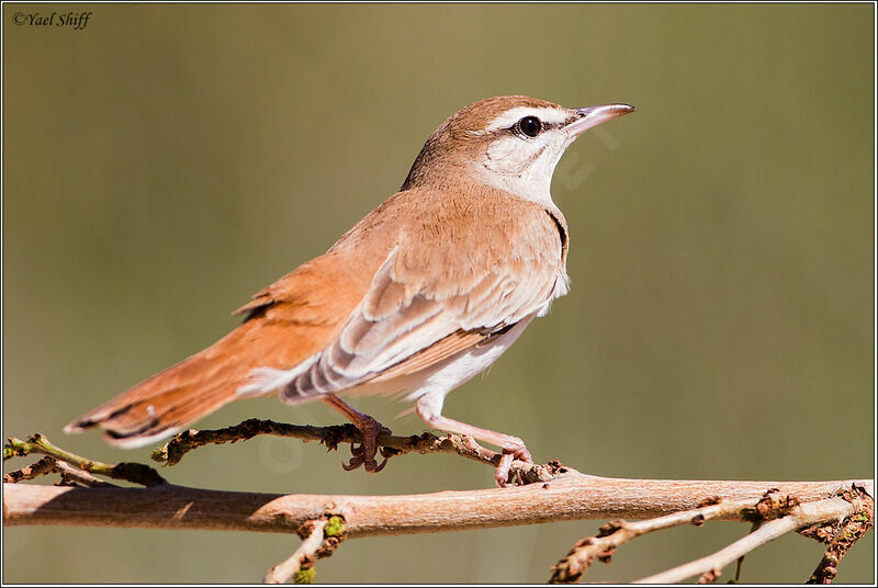 Rufous-tailed Scrub Robin