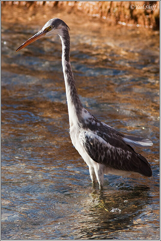 Aigrette des récifs