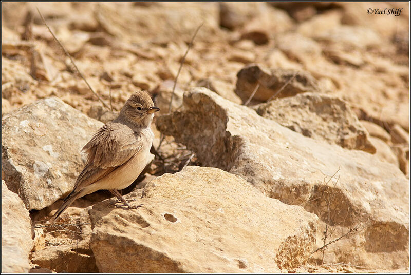 Desert Lark