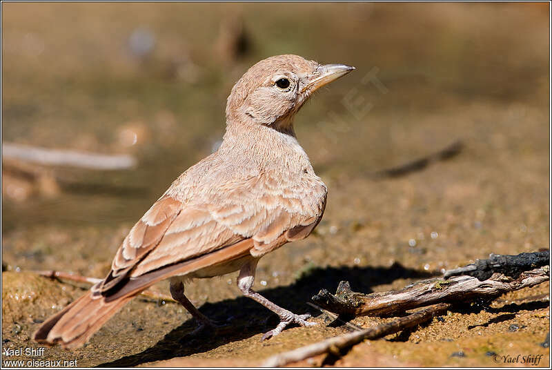 Desert Larkjuvenile, identification