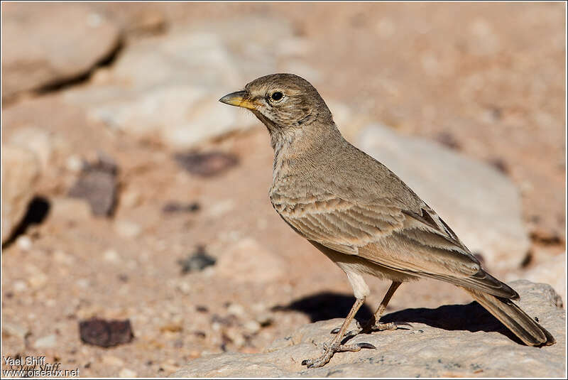 Desert Larkadult, identification