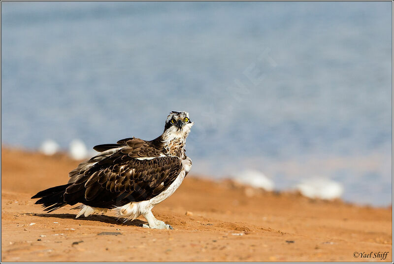 Osprey