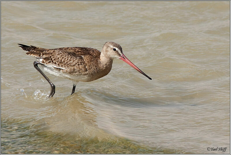 Black-tailed Godwit