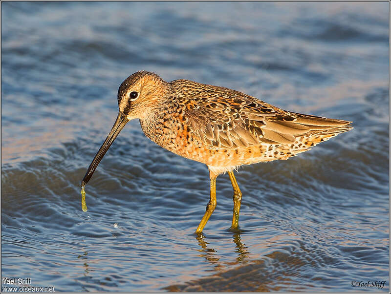 Long-billed Dowitcheradult transition, pigmentation, feeding habits, eats