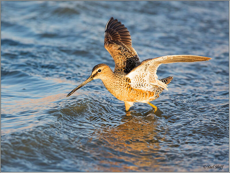 Long-billed Dowitcheradult breeding