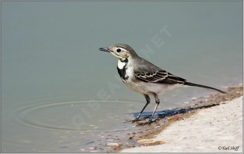 White Wagtail