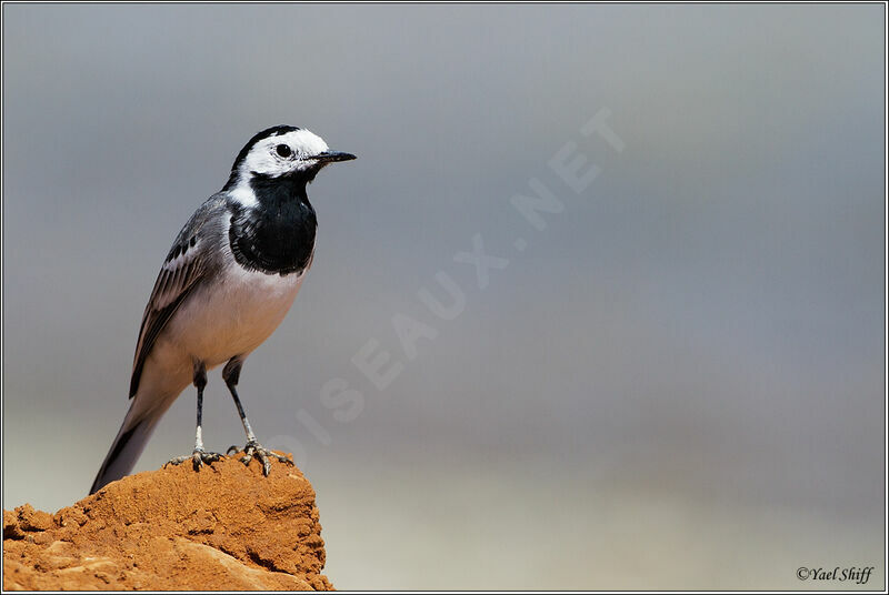 White Wagtail