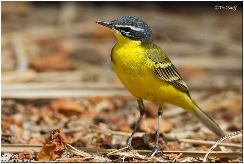 Western Yellow Wagtail male adult, identification