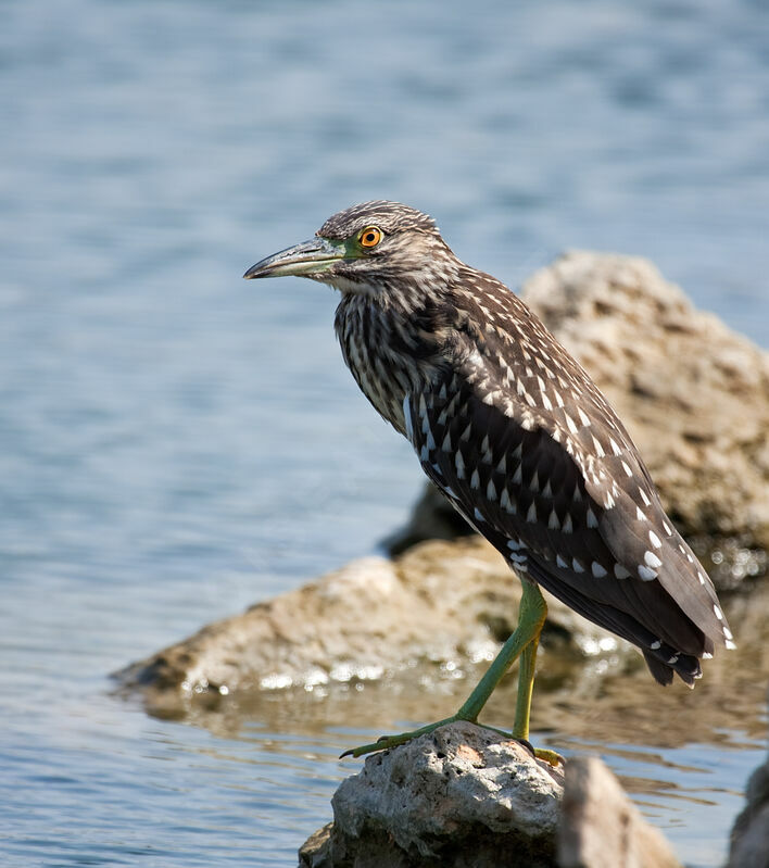 Bihoreau grisjuvénile, identification