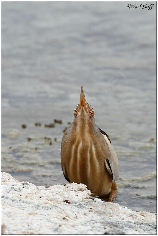 Little Bittern