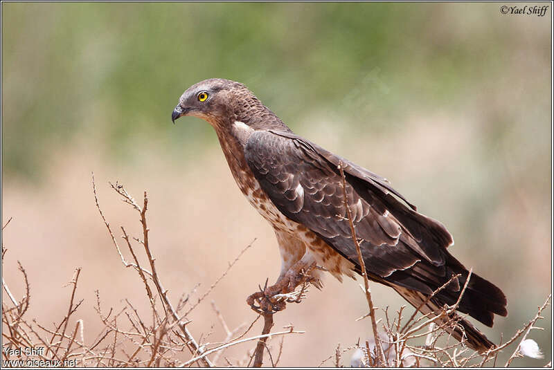 European Honey Buzzard