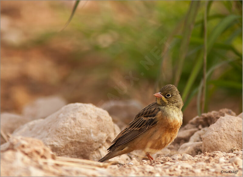 Bruant ortolan, identification