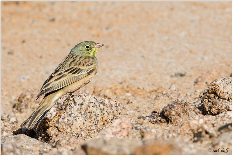 Ortolan Bunting