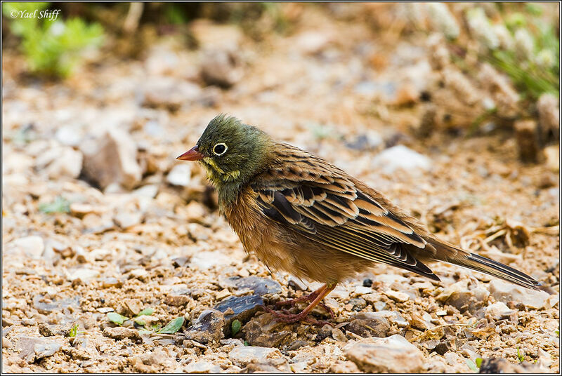 Ortolan Bunting