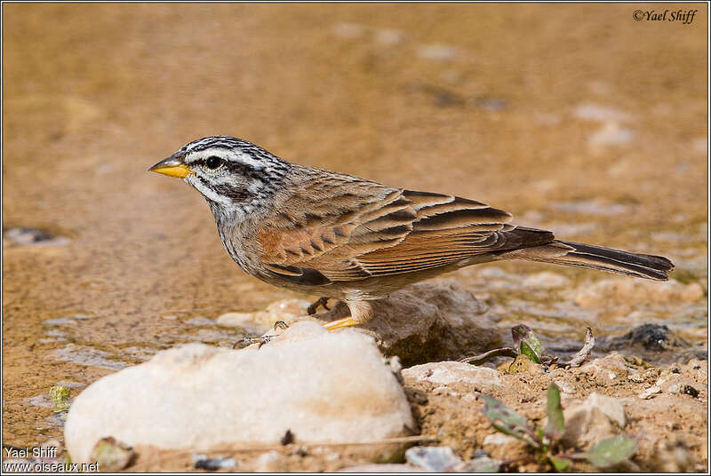 Striolated Bunting male adult, close-up portrait