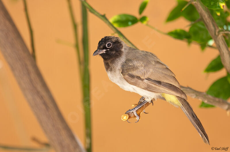 Bulbul d'Arabiejuvénile