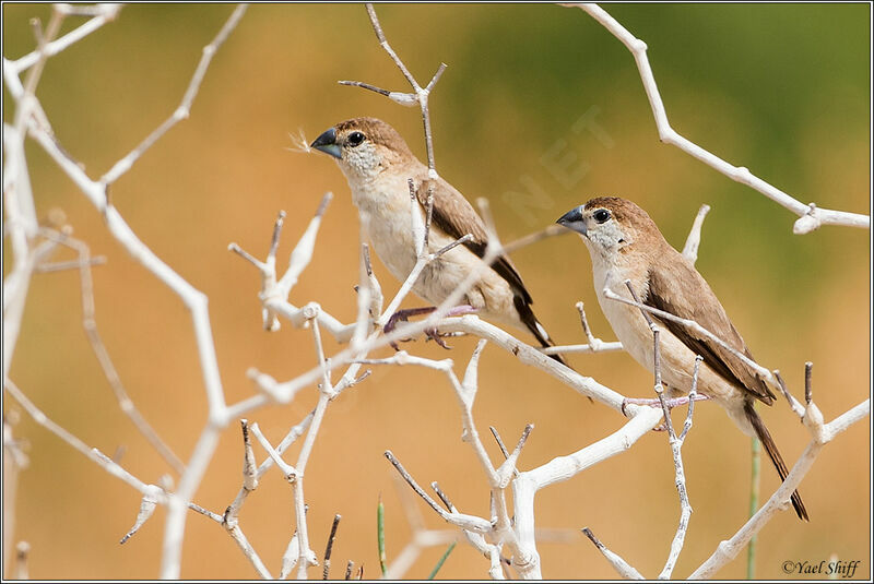 Indian Silverbill