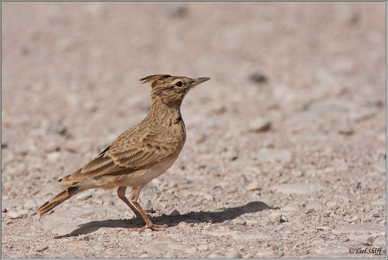 Crested Lark