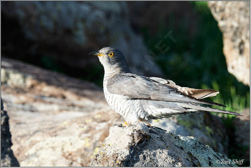 Common Cuckoo