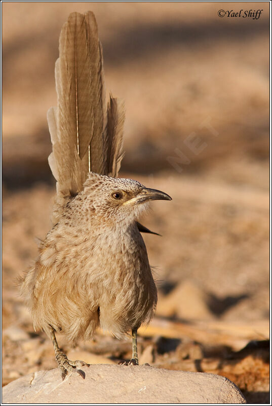 Arabian Babbler