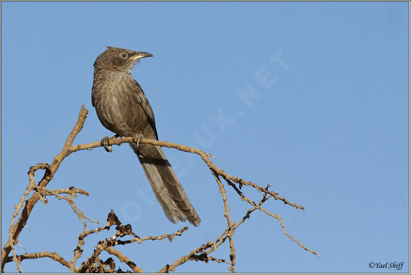 Arabian Babbler