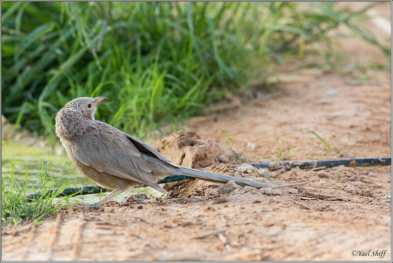 Arabian Babbler