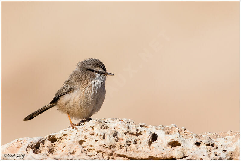 Streaked Scrub Warbler