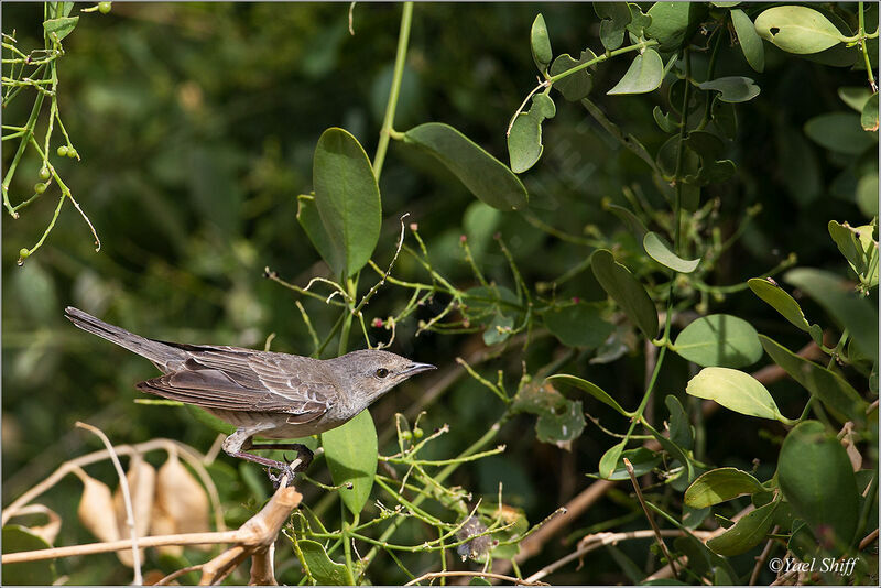 Barred Warbler female