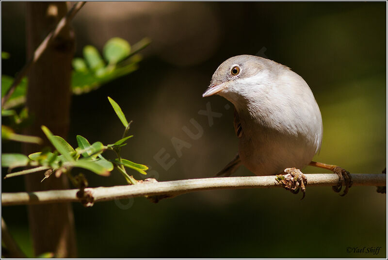 Common Whitethroat